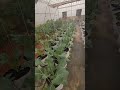 पॉलीहाउस फार्मिंग #polyhouse #agriculture #farming #indianformer