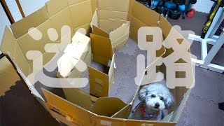 🐶 ダンボールで迷路を作って、愛犬に遊ばせてみた。 【dog】【toy poodle】