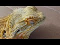 PULLING BEARDED DRAGON BOOGER | SATISFYING STUCK NOSE SHED REMOVAL