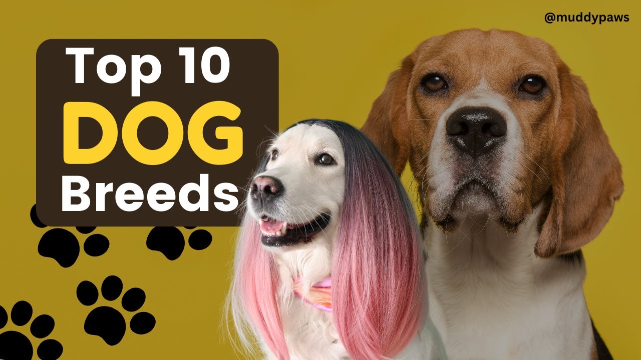 Barking Beauties: Top 10 Dog Breeds that'll Steal Your Heart | Muddy
