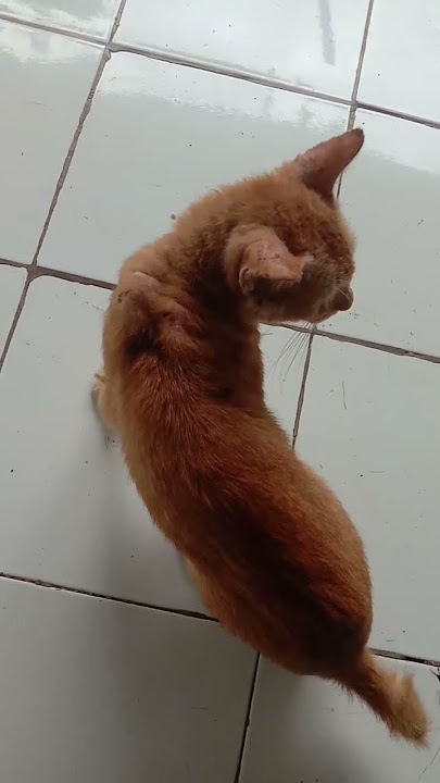 Si Mpus habis berantem sampe luka luka#kucinglucu #kucing #kucingimut