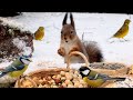 Winter fun with fluffy squirrels  cute little birds 10 hours cat  dog tv
