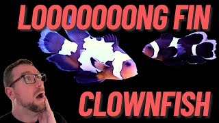 Loooong Fin Clownfish!