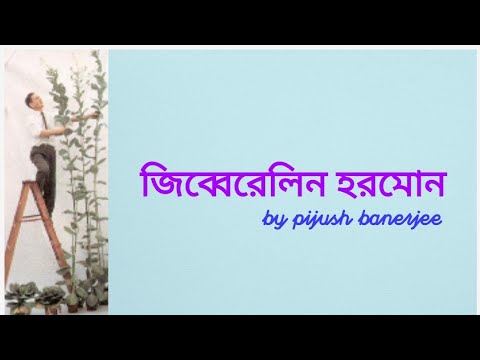 ভিডিও: মটর লতাগুলিতে কি জন্মায়?