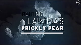 FIGHTING LAIKIPIA'S PRICKLY PEAR