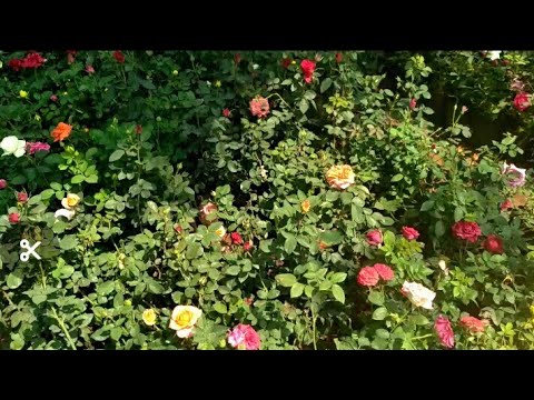 easy way to report a nursary plant for beginners/plant nursery at ...