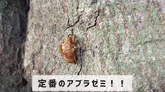 セミのぬけがら Youtube