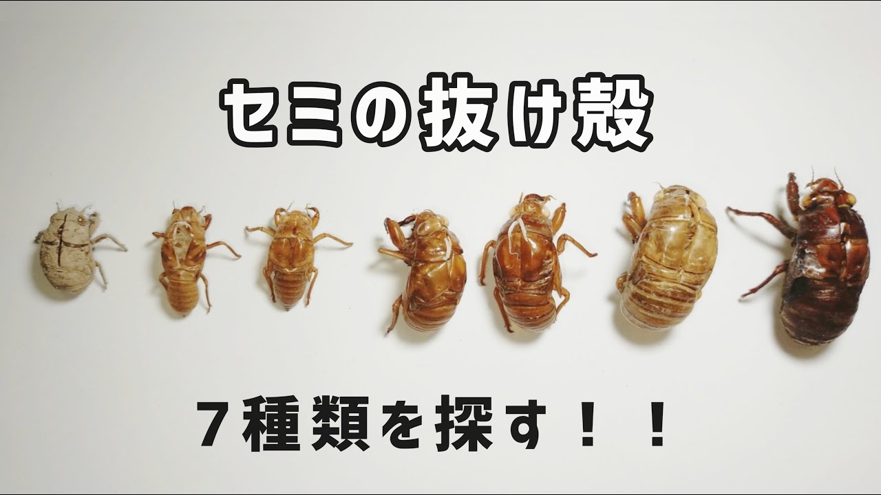 採集と見分け方 セミの抜け殻７種類を探す Collecting Cicada Shells Youtube