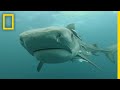 Predatory Shark Attacks | When Sharks Attack
