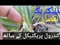 How to control black bug in sugarcane 01 ts tasawar abbas