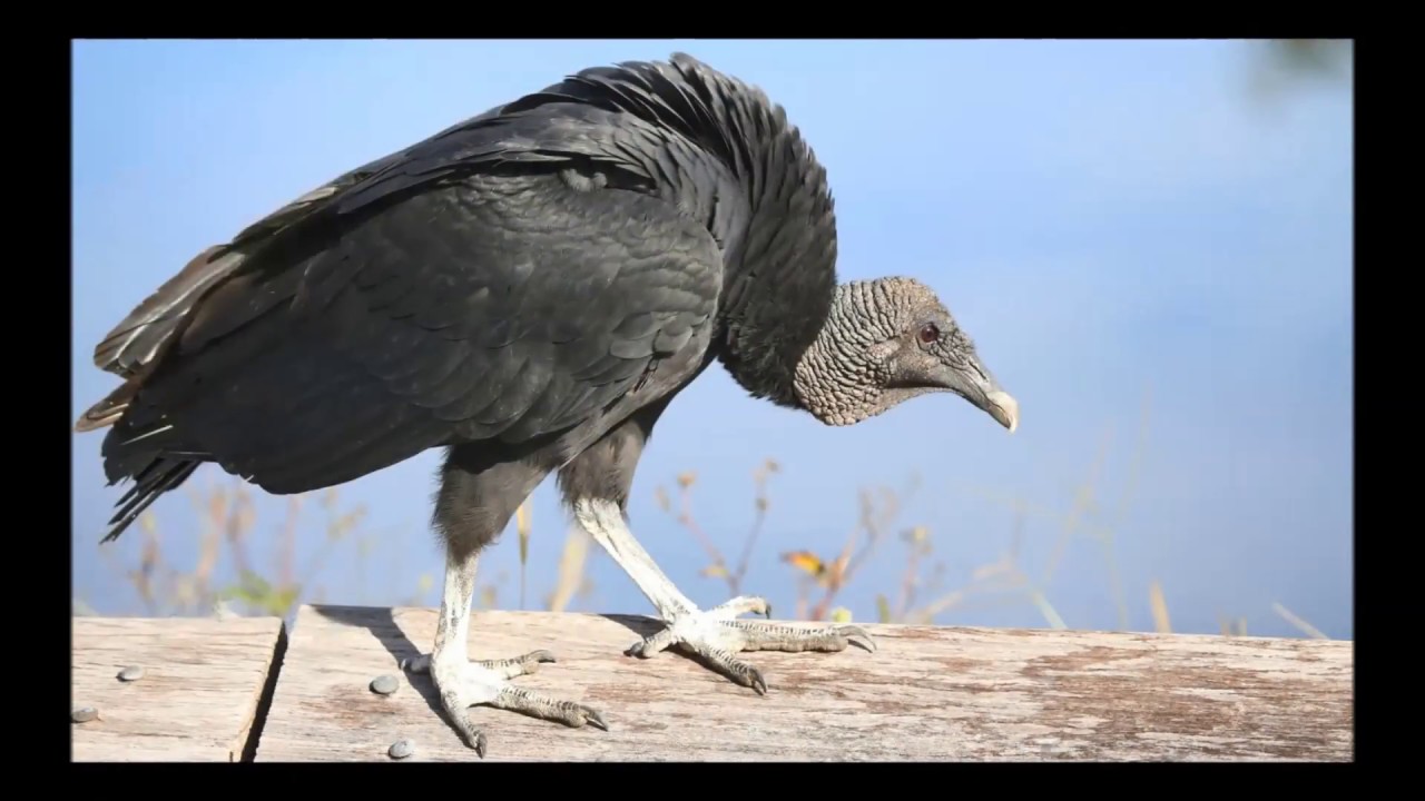 What's the difference?: turkey vulture vs. black vulture