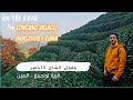 حقول الشاي الاخضر في الصين Discover Longjing Tea Fields In Hangzhou China 