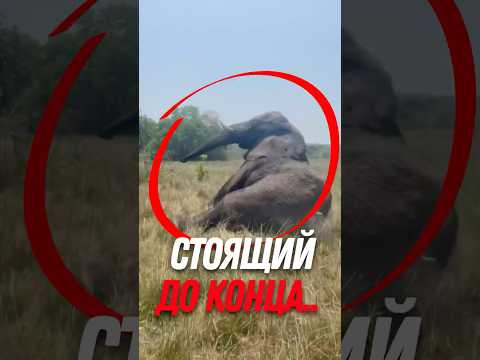 🐘 Последний жест ЛЮБВИ слона!