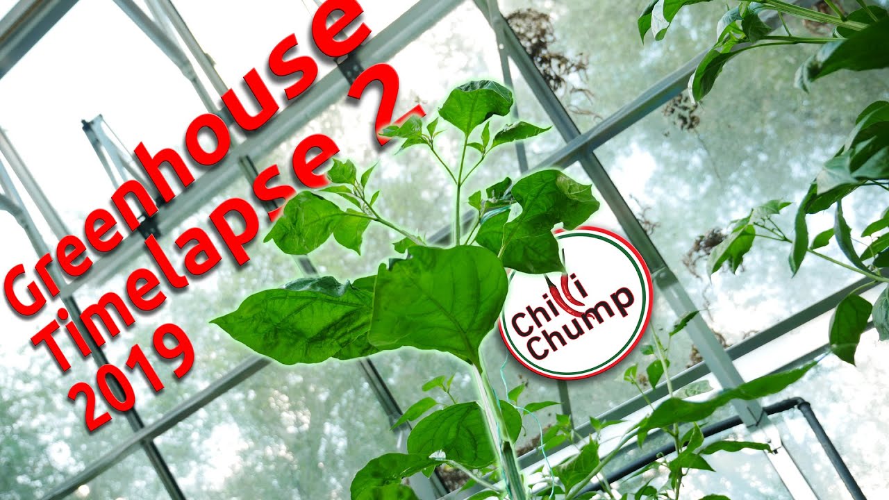 Chilli Greenhouse Timelapse 2 2019 YouTube