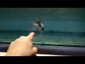 Beginning of video