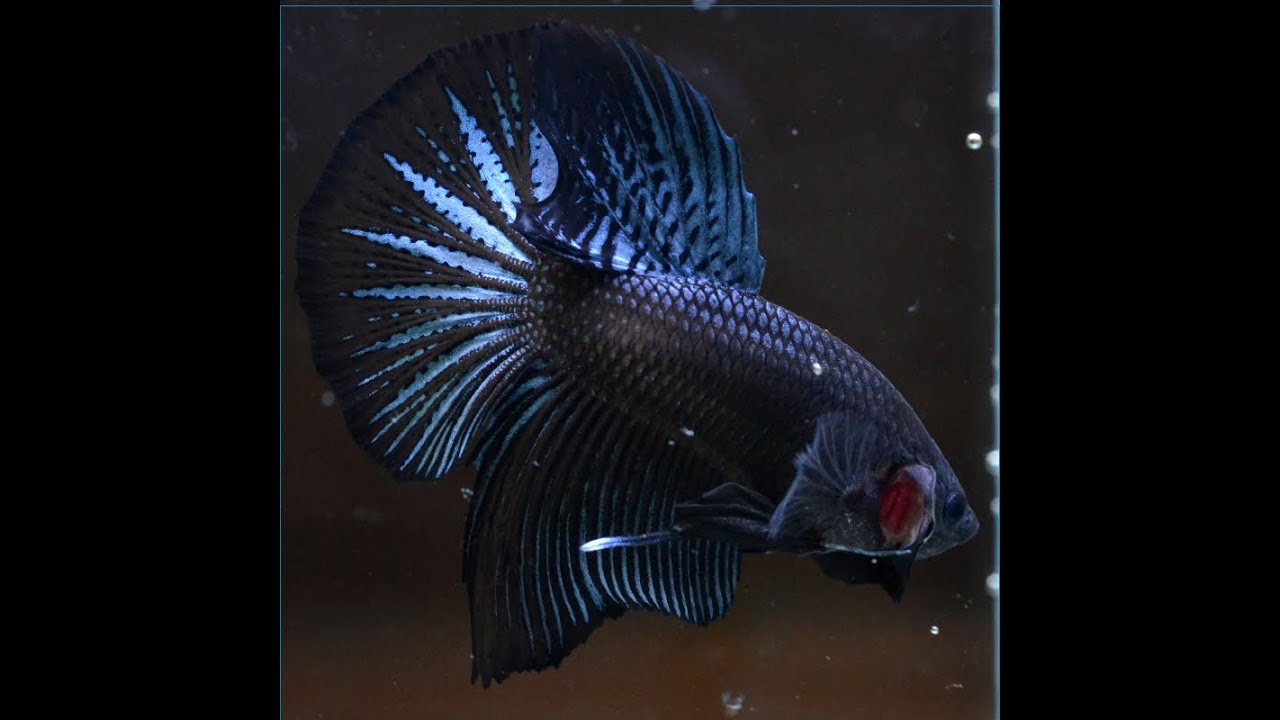 ベタ 熱帯魚 生体 プラカット HMPKブラックオーキッド オス4825 - YouTube