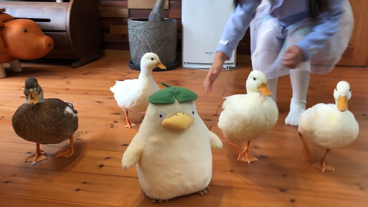 本物のコールダック？