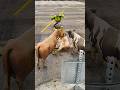 Hulk Saved Cow Then Cow Saved Hulk From Zombie Spiderman #shorts #gta5 #gtav