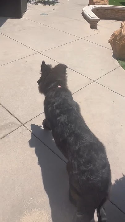 german-shepherd-puppy-growing-too-fast-lots-of-joint-pain-puppy