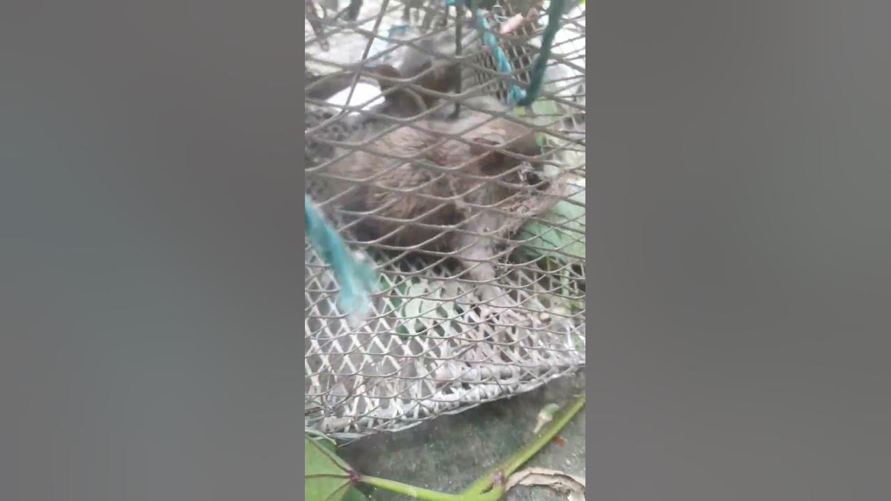 edur-dhorar-upay-how-to-catch-rat