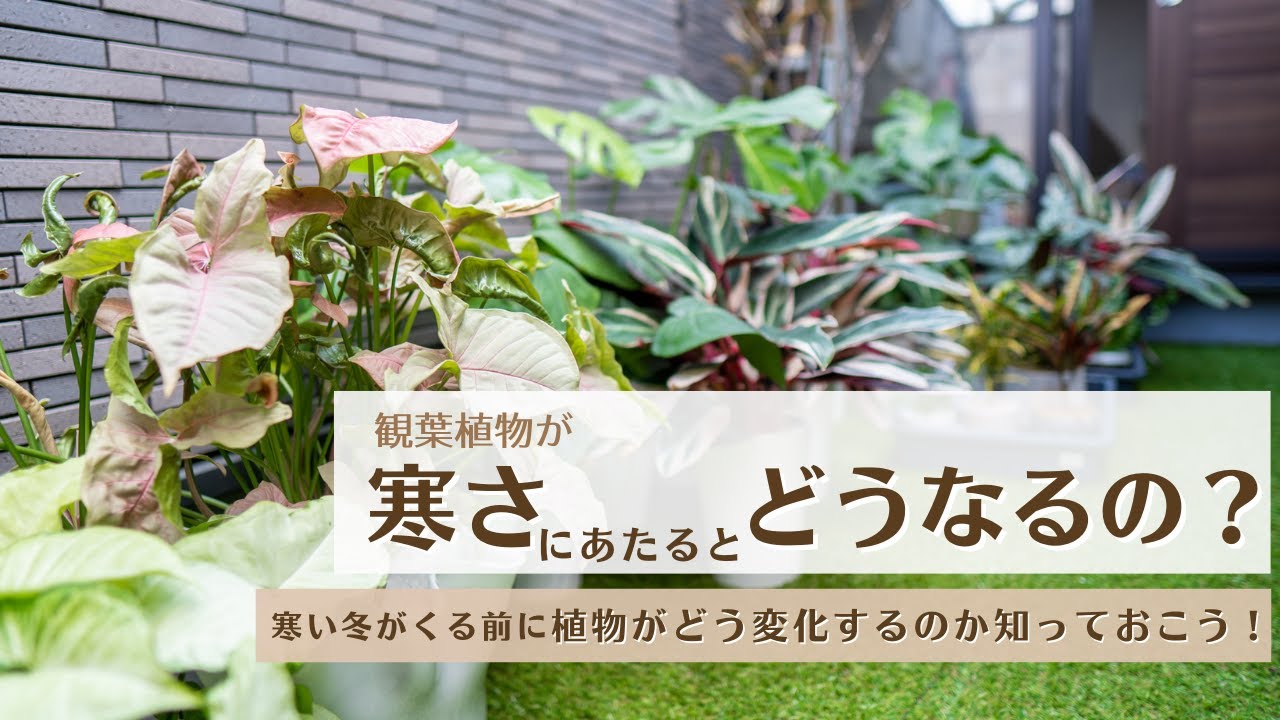 観葉植物が寒さに当たるとどうなるの 植物の変化を事前に知っておこう Youtube
