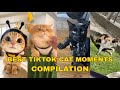 Funny Cat Videos from TikTok – So Cute!