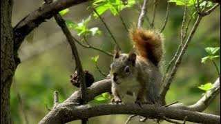 Explore Nature Now Nature Documentaries Wild ANIMAL Squirrell Ardilla Land Rodent ardilla 