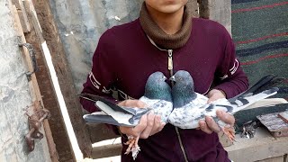 Bala G Kashmiri Pigeons jaaldar @NiK_55512