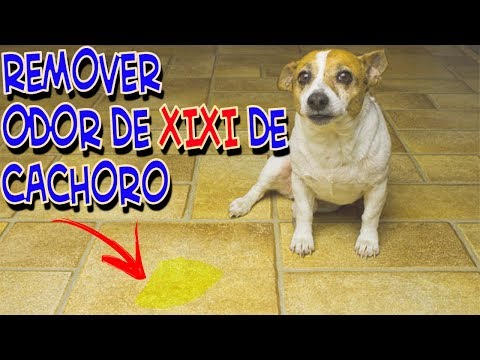 Como acabar com cheiro de xixi de cachorro