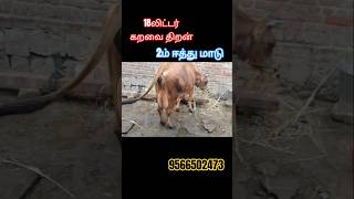 18லிட்டர் கறவை இரண்டாம் ஈத்து மாடுகள் விற்பனைக்கு வந்துள்ளது #jersey #cow #dairyfarm  #dairycows