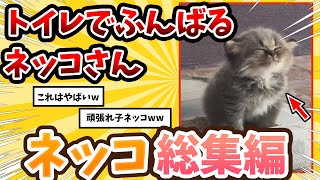 【2ch動物スレ総集編】一生懸命トイレで踏ん張る子猫 → 反応が可愛すぎるwww / ネッコ300選