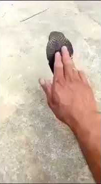 Atraksi ular jangan kaget ya