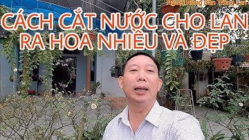 Cách Cắt Nước Cho Lan Thân Thòng, Để Lan Ra Sai Hoa, Đẹp.