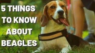 TOP 5 THINGS TO KNOW ABOUT BEAGLES by Pipas The Beagle 2,586 views 4 years ago 1 minute, 47 seconds