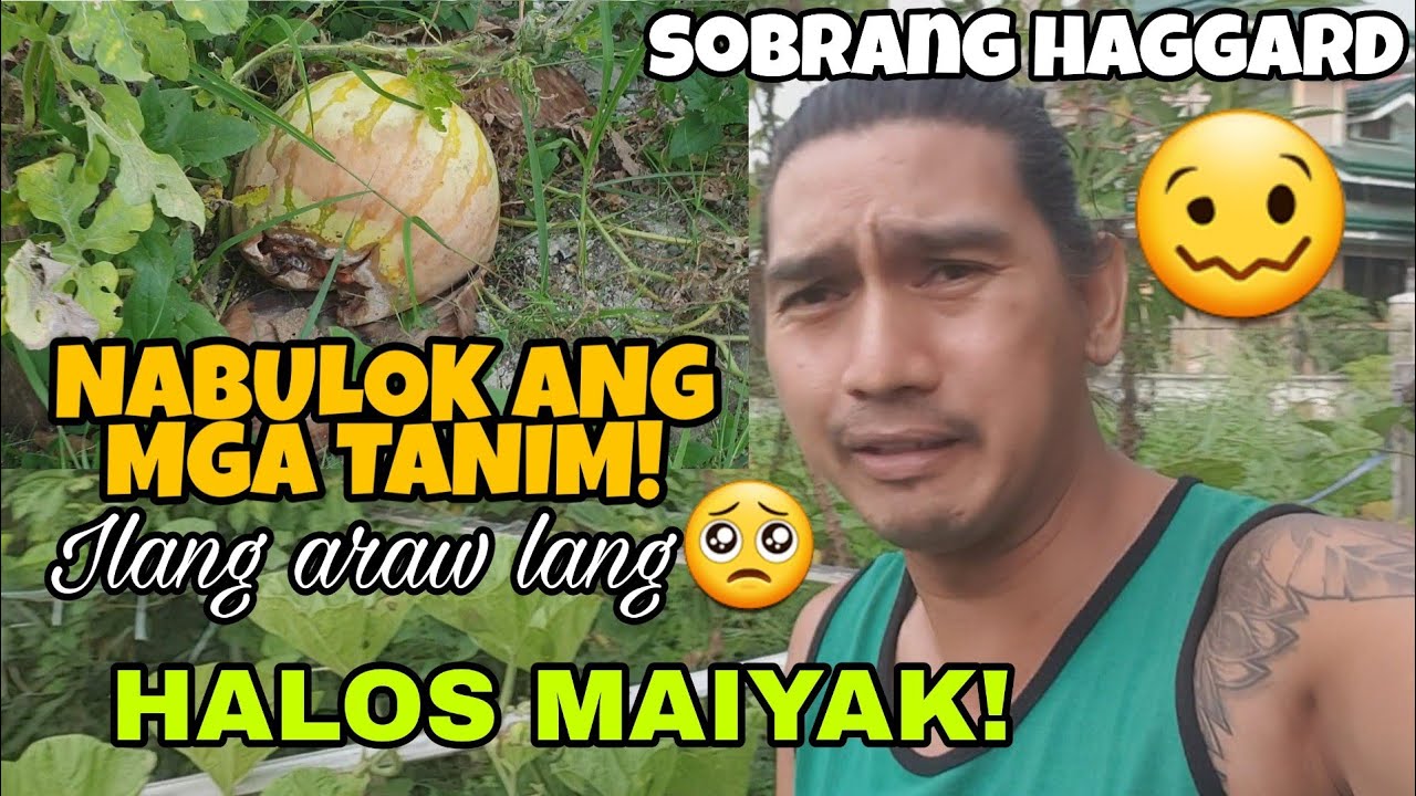 ANONG NANGYARI SA MGA TANIM? GRABE ILANG ARAW LANG! - YouTube