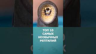 Топ-10 Самых Необычных Рептилий #Шорт #Шортс #Топ10 #Ютубшортс #Рептилии #Shorts #Животные #Комарик