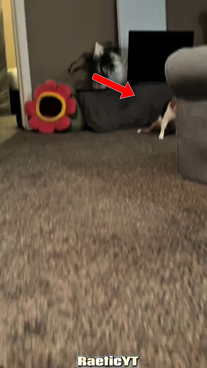 This little Cat Is So Drunkk😭💗 #shoets #animals #cats