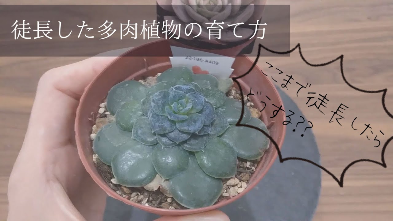 多肉植物 徒長した多肉植物の育て方 Succulent Plant 다육식물 Youtube