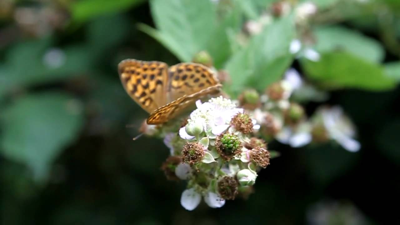 Silver-washed Fritillary butterfly (Female), Rushbeds Wood, Oxon