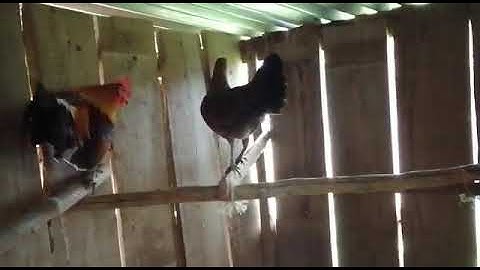 qaib dib noob qaib qus daj pom 1 zoo nkauj