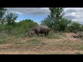 Hlane Rhinocéros 3 Hlane Rhinocéros 3