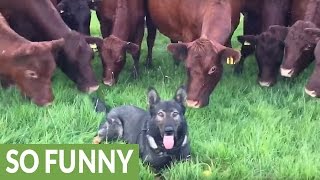 14 curious cows closely investigate relaxed dog Resimi