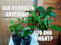 Как поливать Цитрусы Мандарины,Лимоны . Что они любят.