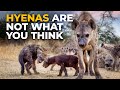 The insane biology of the spotted hyena