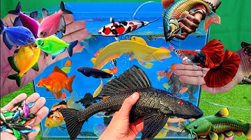 Video tổng hợp cá cảnh đẹp, vịt, vịt con, cá koi, cá trê, cá cọp, cá la hán