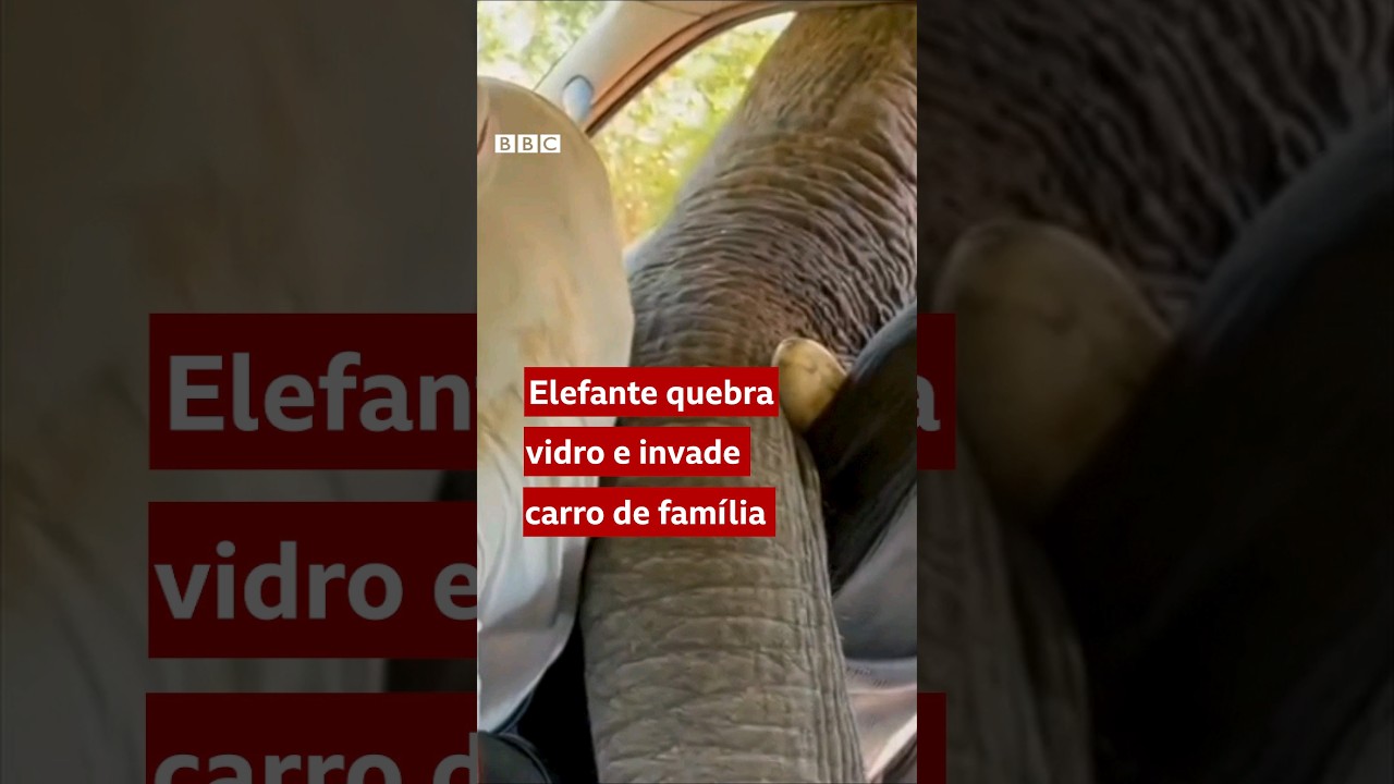 Elefante invade carro com família em férias com tromba para buscar comida #shorts