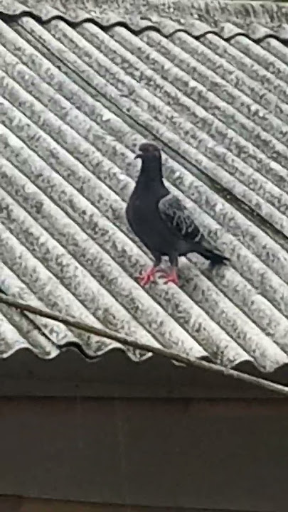 burung dara hujan hujanan