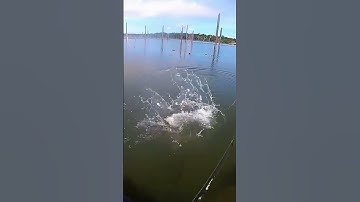 #shorts passie voor kunstaasvissen recreatief vissen #53 #vissen #cauca