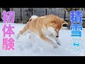 お庭に積雪！豆柴ふくを解き放ったら意外な結果に...#99