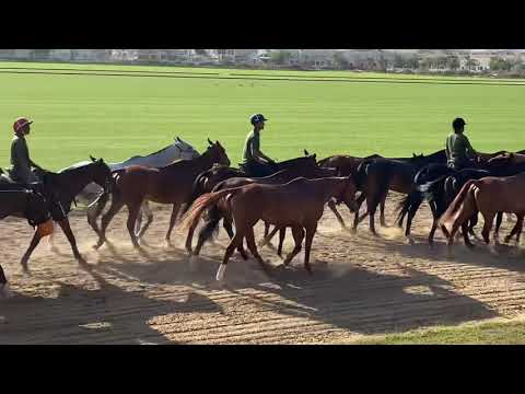 Polo club dubai